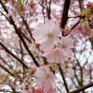 Meet your Posher, Yuling